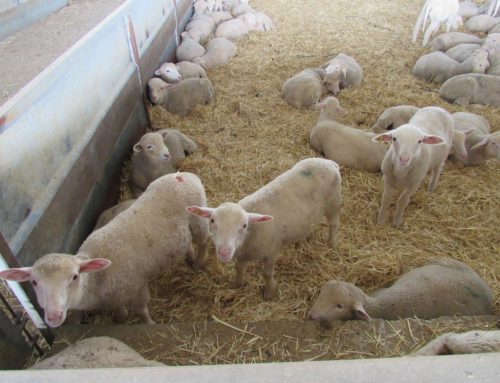 Corderos y lechazos pierden 10 céntimos por kilo